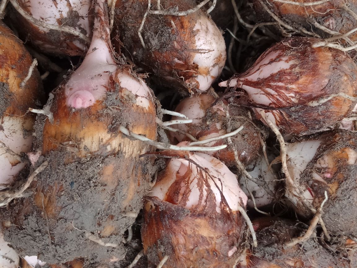 焯水晒制完成的毛芋头芋苗干成品特写