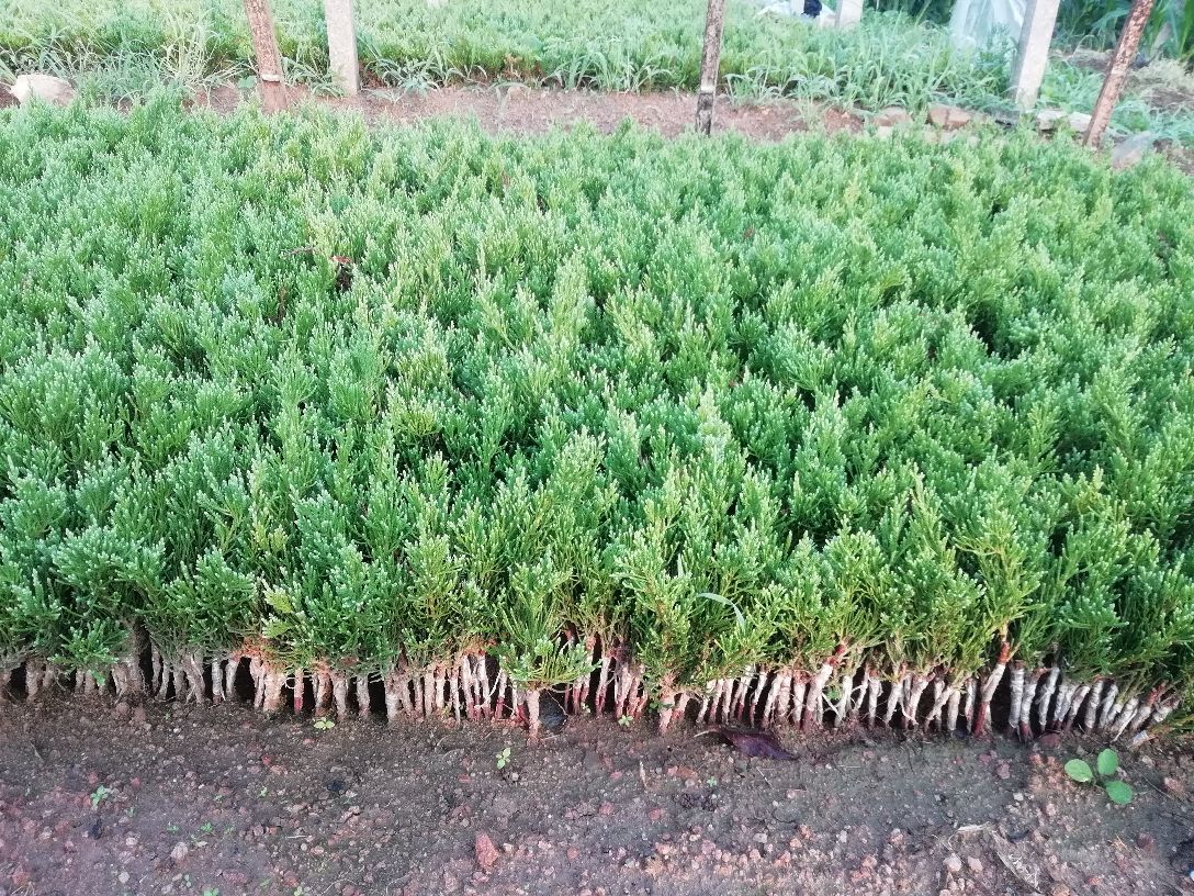 龙柏小苗在阳光下生机勃勃