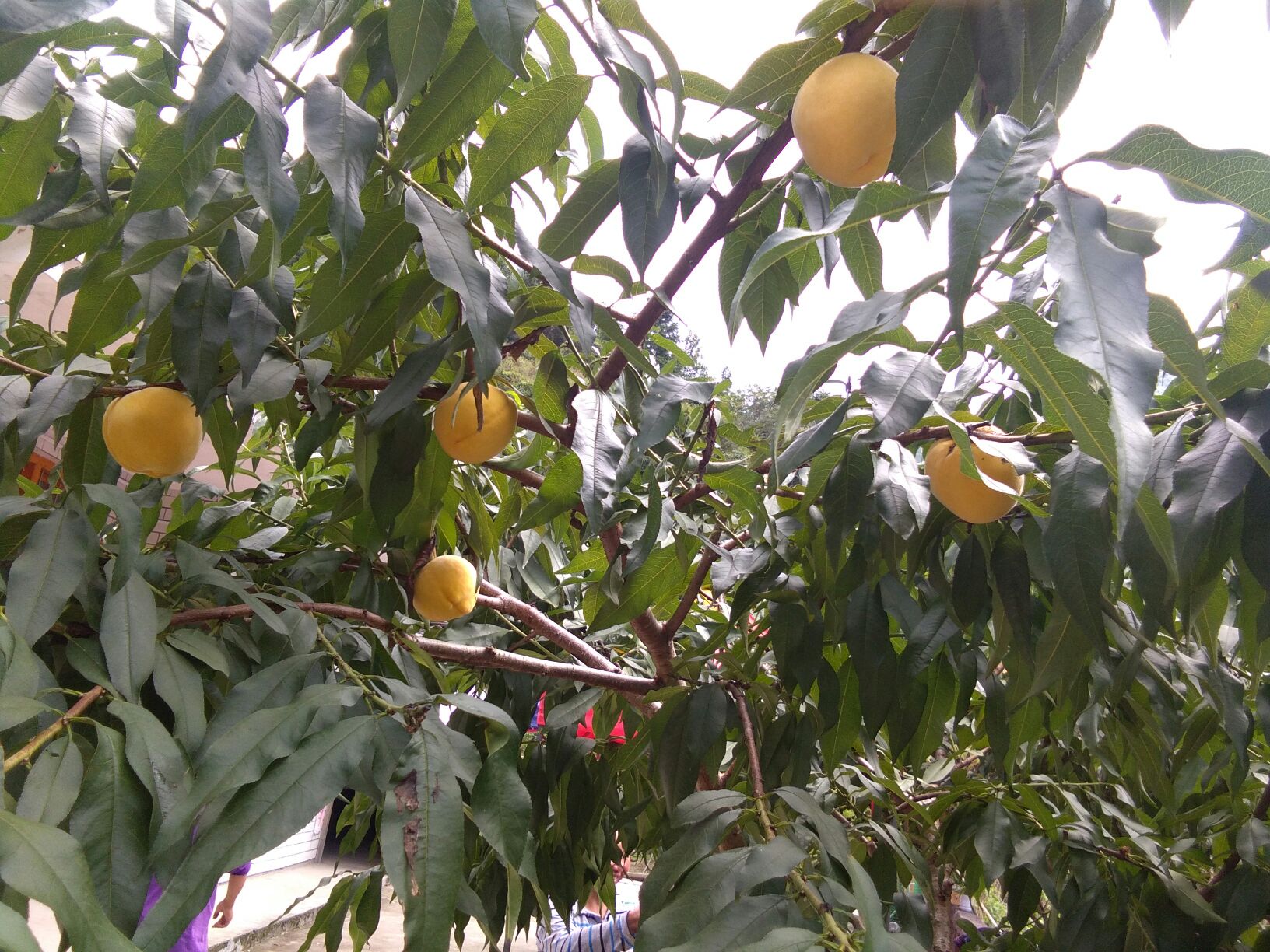 炎陵黄桃果园实景图,展示成熟黄桃挂满枝头的景象 炎陵黄桃果园实景图