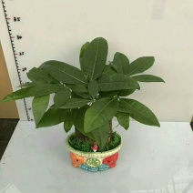 瓷盆发财树盆景