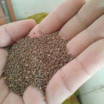 面条菜种子种植季