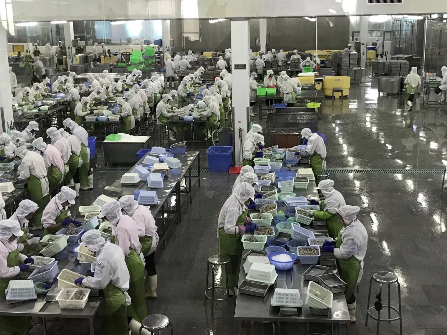 白对虾加工厂生产线