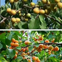 树上干杏
