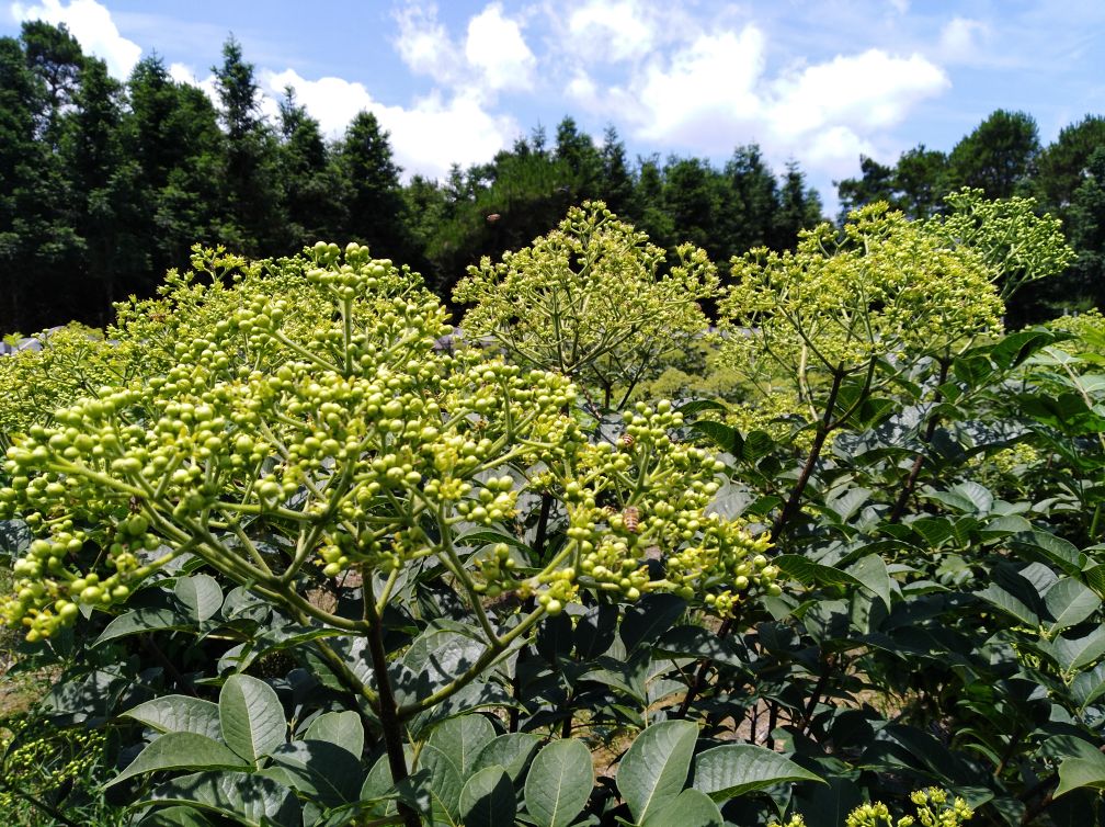 一株成熟的山茱萸树,枝头挂满鲜红色的椭圆形果实,背景为秋季山林环境,光线柔和,果实表面光滑带有光泽,清晰展示植物形态特征 山茱萸植株与果实特写