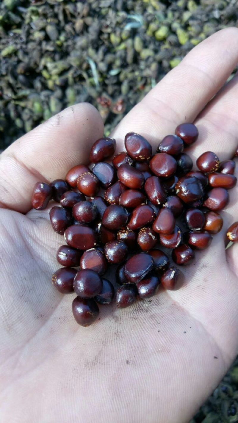 山东菏泽牡丹区白芍 8.00元/斤赤芍籽 芍药种子