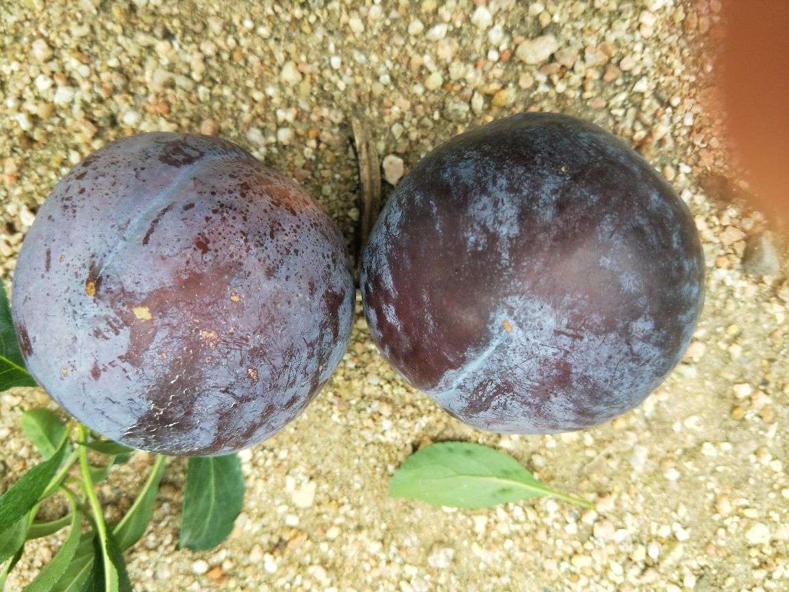 黑宝石李子特写