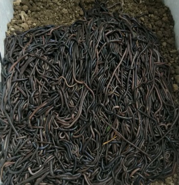 蚯蚓作种天然小蚯蚓黑色活力好田里面能活一个星
