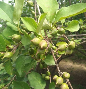 [连翘苗批发]药用大果连翘苗，青翘苗连翘苗杯苗中药材经济林木价格0.40元/棵 - 一亩田