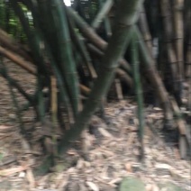 苦竹19~20m