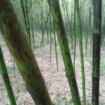 大量供应花斑竹，求收购厂商。