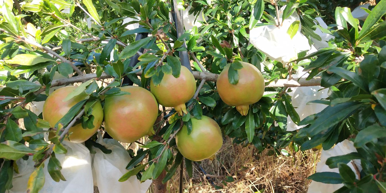 柱状对比图展示四川会理与山东枣庄主要石榴品种的生长周期与上市时间轴,横轴为月份(8-12月),纵轴标注‘开花’‘膨果’‘着色’‘采收’等阶段,清晰显示会理早熟、枣庄晚熟的时间差异,配色采用红金渐变象征果实成熟过程 会理与枣庄石榴上市时间对比图表