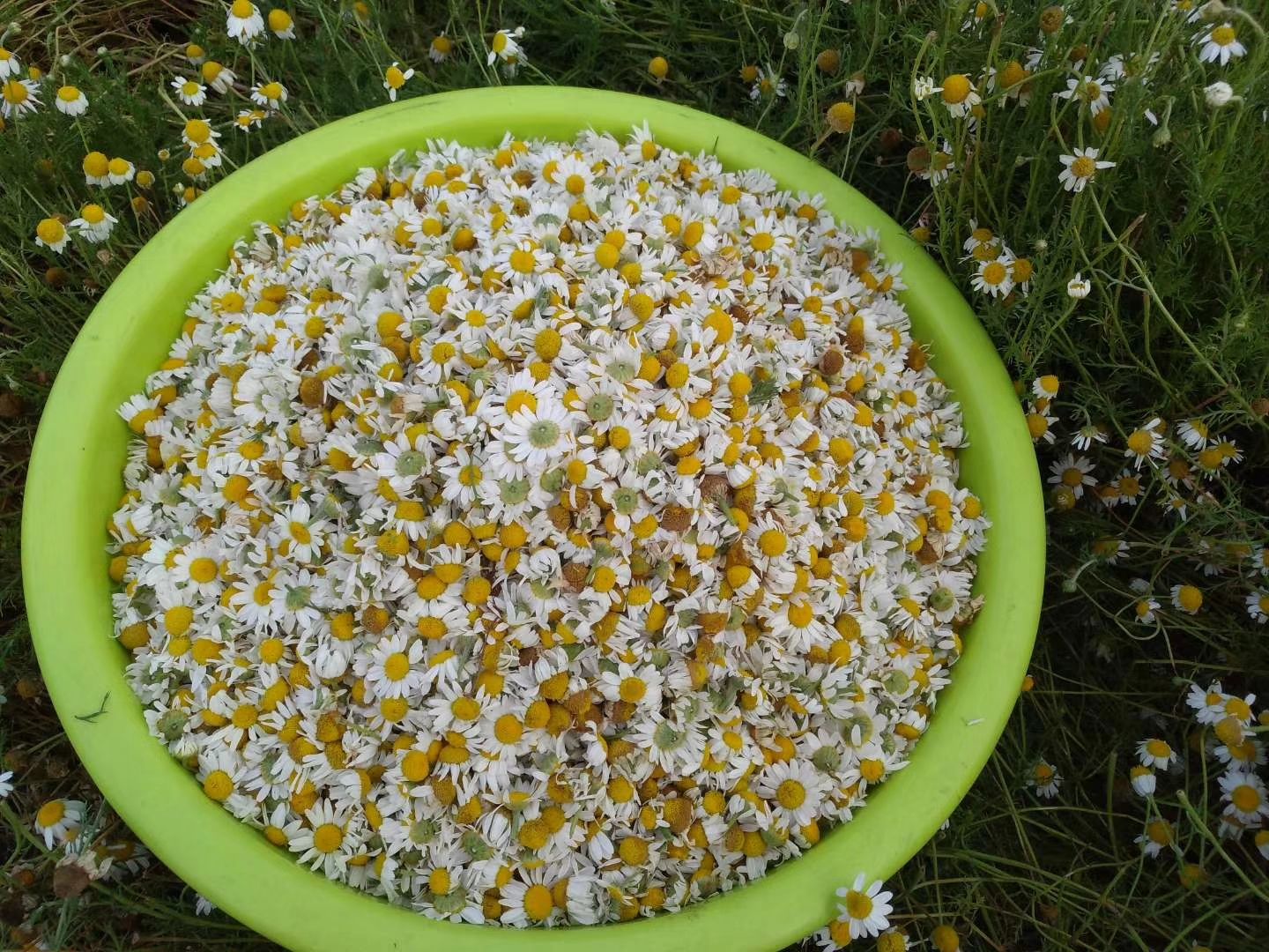 一个白色花盆中小雏菊盛开,周围有绿色叶子,背景为室内窗台 小雏菊在花盆中盛开