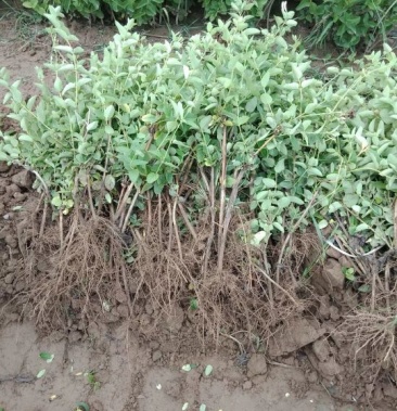 河北巨鹿金银花一年苗巨花一号粗度0507公分