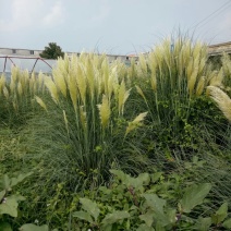 矮蒲苇公园景观点缀四季常青植物观赏基地直发
