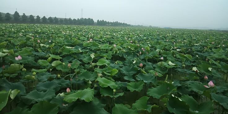 古莲子在现代园林中开花