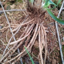 高产5年黄花菜种苗快递包邮100棵起！量大价格优惠