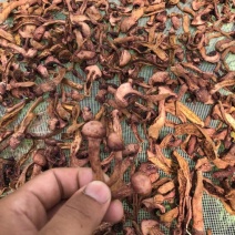 松蘑特级