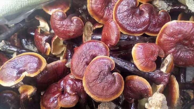 实验室中科研人员正在检测灵芝多糖含量