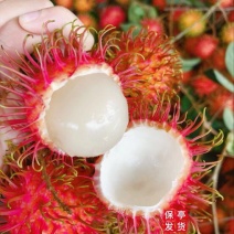 毛丹正宗7号保亭红毛丹