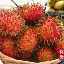 毛丹海南保亭7号红毛丹