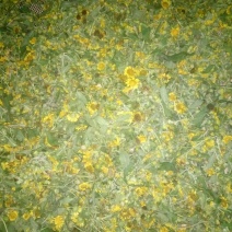 野菊花