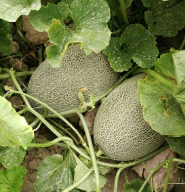 [西州蜜瓜批发]西州密价格86.00元/箱 - 一亩田