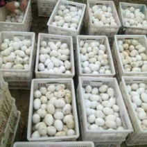 销售鹅苗，三花鹅苗，狮头鹅苗