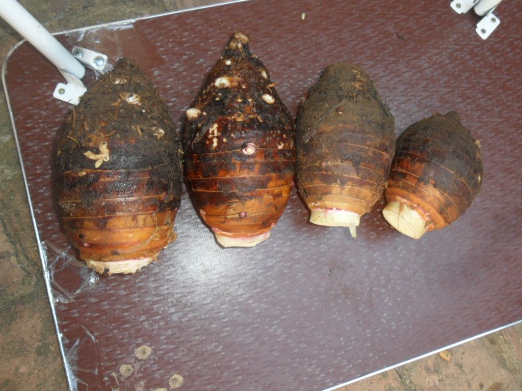 香芋实物特写：带泥土残留的完整香芋块茎，表皮呈浅褐色带紫晕，表面有明显环状鳞片和须根痕迹，切开断面呈现淡紫色渐变肉质，质地细腻湿润