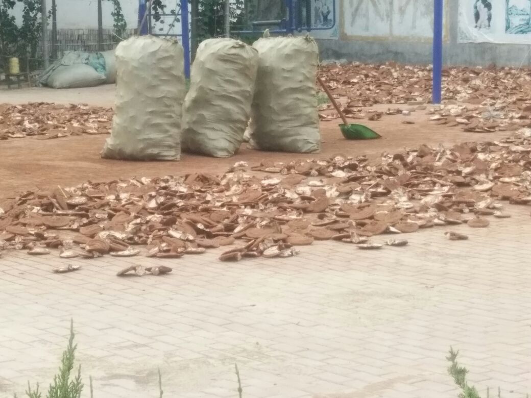 展示灵芝切片的加工流程,包括采摘、清洗、晾干、切片等步骤的示意图或照片 灵芝切片加工流程图