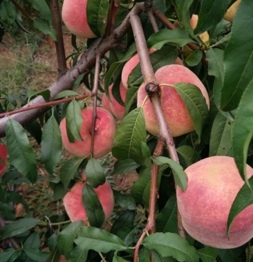 [蜜桃批发]山东潍坊金秋红密桃毛桃大量上市了,诚信合作价格2.