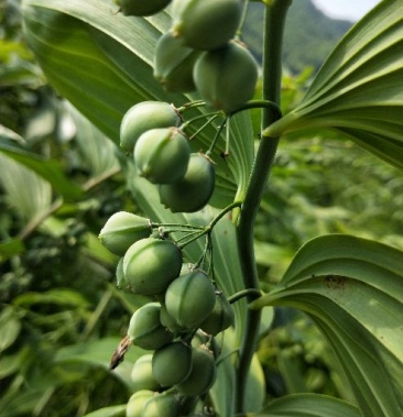 白花姜形甜黄精多花九华甜黄精