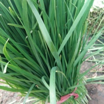 韭菜头茬