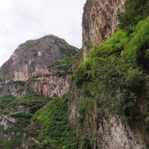 正宗平利女娲富硒茶