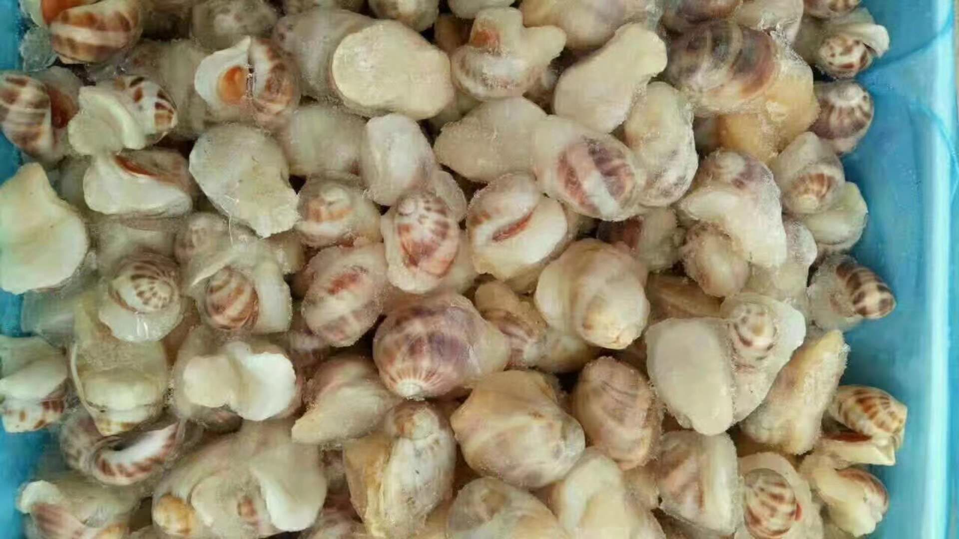 花蛤盐水浸泡保存示意图