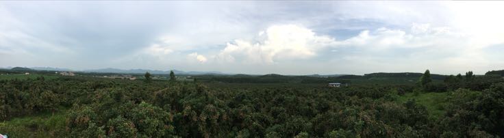 储良龙眼果园航拍