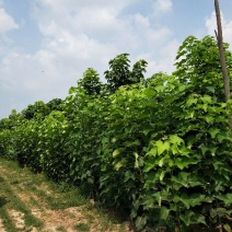 金丝楸树，金丝楸树苗价格，楸树价位，梓树，梓树苗，5公分