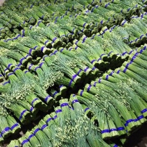 韭苔