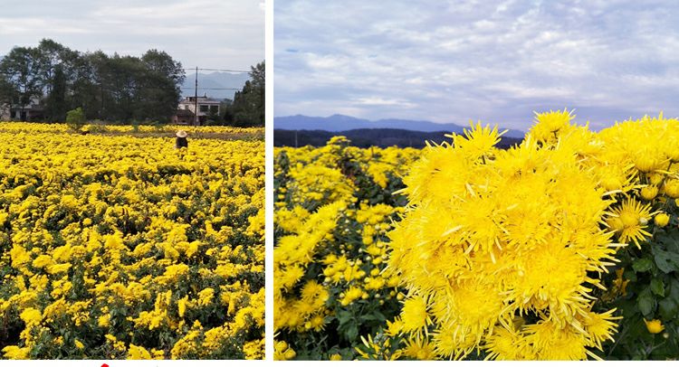 安徽金丝皇菊在阳光下绽放的特写