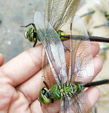 绿头大蜻蜓大头青