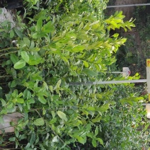 佛手袋苗量多价优批发福建漳州