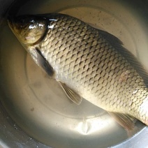 黄金鲫:8两至1:5斤