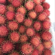 毛丹2cm以上