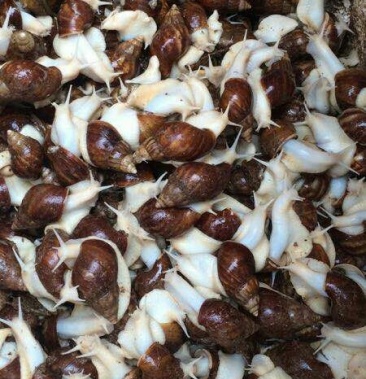 [蜗牛批发]白蜗牛价格11.00元/斤 - 一亩田