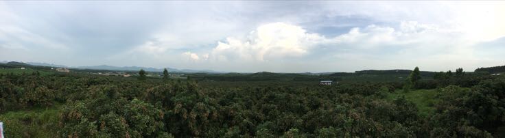 储良龙眼果园航拍视角下的叶片状态监测