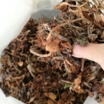 【特惠】树秋菌食用菌量大从优欢迎老板咨询下单