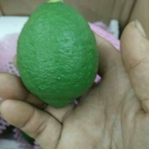 尤力克青果！北京青果