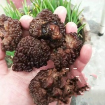 猴脑菇核桃菌核桃菌猴脑菇特色农产品质量