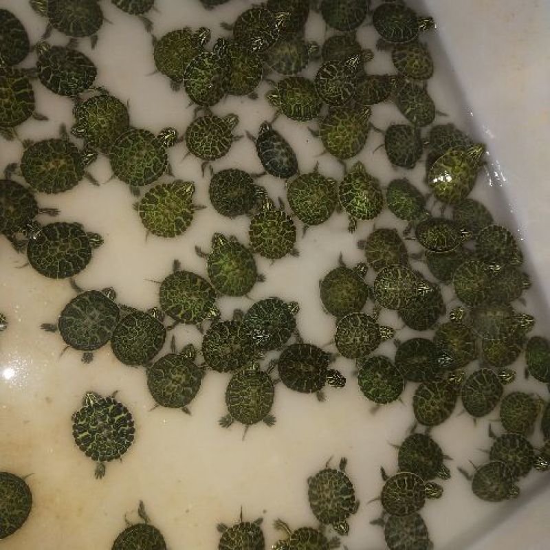 火焰龟苗24厘米812克宽纹火焰龟苗