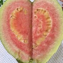 番石榴苗30～50cm