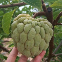 释迦大目释迦番荔枝海南果